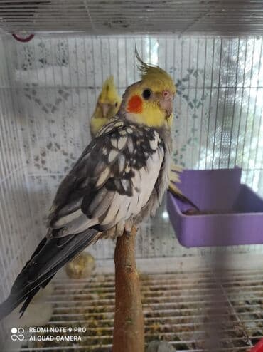 Akvariumlar: Nymph parakitləri (cockatiel) – müxtəlif rəng mutasiyaları ilə - — 4