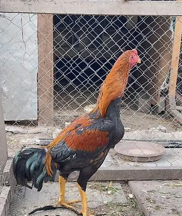 Dovşanlar: Tecili satılır – uzunboyun, heyratı xoruzu . Xüsusiyyətlər: - Cins — 4