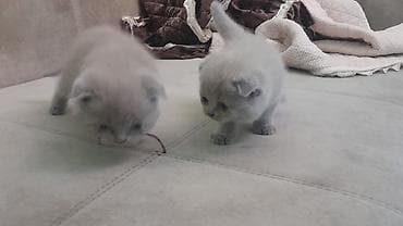 Gəmiricilər: Şotland — 6