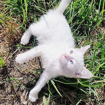 it pişik: Van, Erkək, Yaxşı əllərə, Ünvandan götürmə — 5