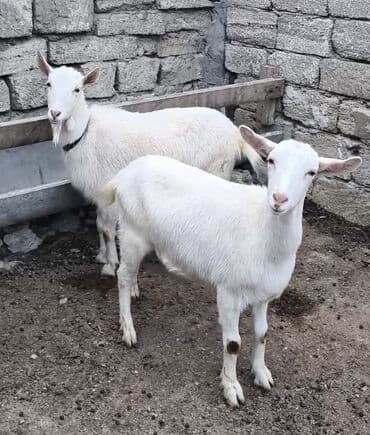 cins qaz: Təmiz orginal Sani keçiləri satıram 1 erkəyi 10 aylığ 2 dənə birinci — 3