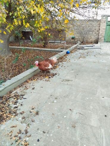 buğda toxumu satışı: Erkək, Kanada, Damazlıq — 4