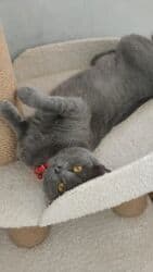 pişik sortlari: Britan, Dişi, Yaxşı əllərə, Ödənişli çatdırılma — 2