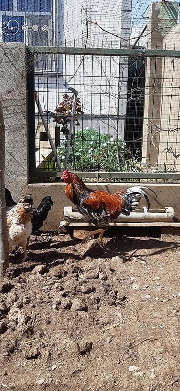 xoruzdar: Salam, ozum boyutduyum tam saglam heyvanlardi xoruzlarin biri — 6