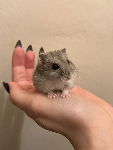 Xamyak hamster – dekorativ ev heyvani - Rəng: boz–gümüşü tonlarda