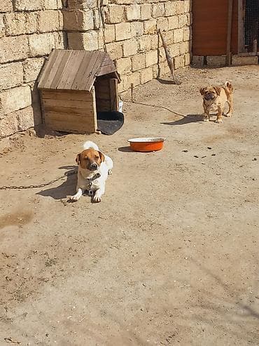 lalafo ev heyvanlari: Cek rassel teryer, 2 il, Dişi — 8