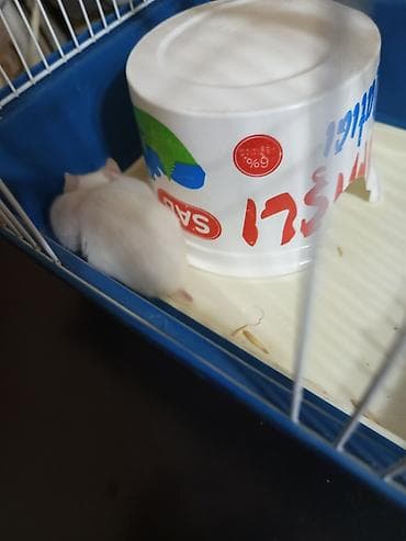 it ucun evler: Ağ rəngli hamster və qəfəs dəsti - Növ: kiçik ev heyvanı – hamster - — 4