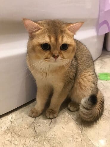 şotlan pişik: Şotland yastı qulaq, Erkək, Dişi, Yaxşı əllərə, Ünvandan götürmə, Pulsuz çatdırılma, Ödənişli çatdırılma — 87