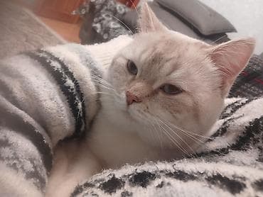 pişik satilir: Britan — 1