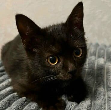 pulsuz pişik balaları 2023: Salam pişik balalari sahiblendirirem qum terbiyesi var 2 3 ayliqdilar — 1