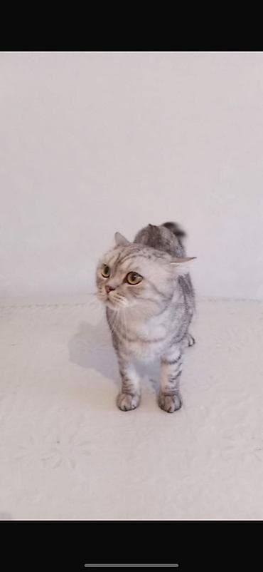 british: Britan, Pulsuz çatdırılma — 2