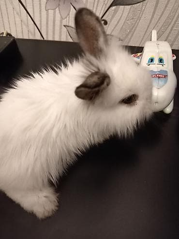 dovsan sekli: Kalp dovşan 20 manata satilir — 1