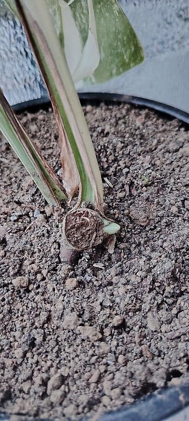 kol bitkiləri: Monstera albo variegata – nadir, ağ-yaşıl alacalı yarpaqlı dekorativ — 4