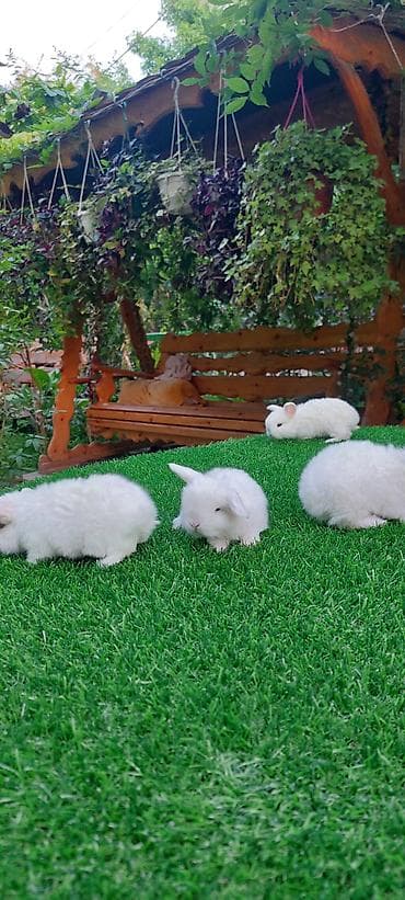 lider 55 cucələri: Wekilde gorduyunuz holandski loplar satilir evinizde bagnizda — 5