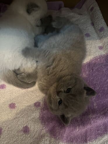 pisik bala: Britan, Dişi, Yaxşı əllərə, Ödənişli çatdırılma, Ünvandan götürmə — 4