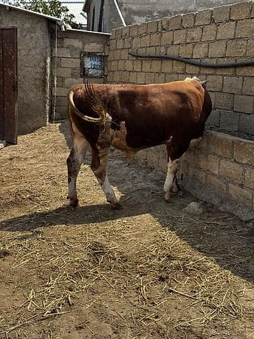 etlik iney: İki baş təmiz qan erkək simmental dana satılır. Böyüyünün 1 yaşı var — 9