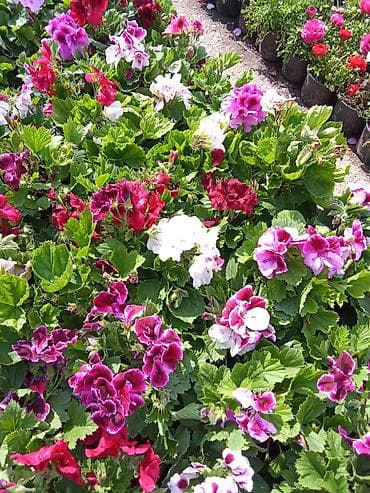 Satışda – müxtəlif bəzək gülləri və kol bitkiləri (qablı): - Sardunya