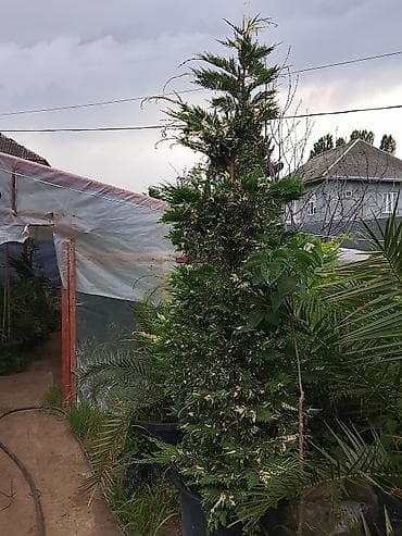 konfetden gul buketleri: 📲 050 590 41 46 wp Görüntulu zəng edib istədiyiniz gülü ağacı ətrafli — 10