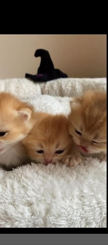 pişik baytarı: Qızıl şinşilla, Erkək, Dişi, Yaxşı əllərə, Ünvandan götürmə, Pulsuz çatdırılma, Ödənişli çatdırılma — 3