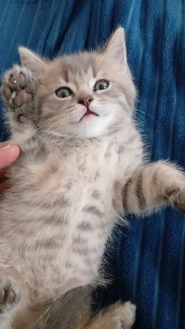 ev heyvanı: Британская — 5