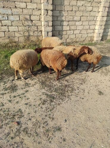 Digər kənd təsərrüfatı heyvanları: Dişi, Qala, il: 2, 80 kq, Damazlıq, Ünvandan götürmə — 3