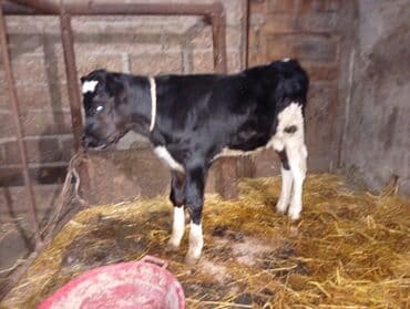 tap az sudluk inəklər: Salam gördüyünüz ineyler satılır boğaz balı super heyvanlardi — 14