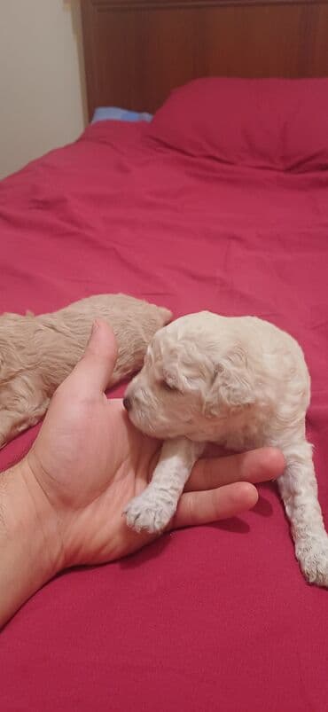 где купить собаку в баку: Пудель, Самка, С прививками, Платная доставка — 5