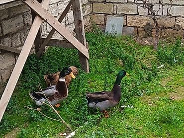 qaz və ordək: Erkək, Yumurtalıq — 5