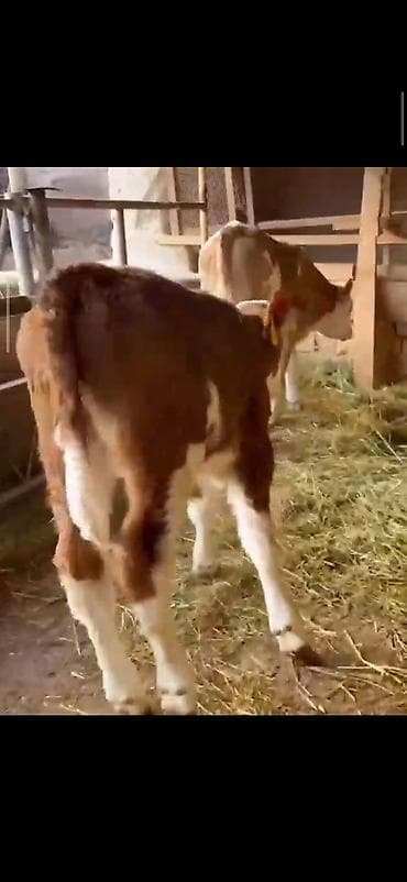 Digər heyvanlar: Simental cinsli buzovlar - Cins: Simental (süd-ət istiqamətli) - — 4