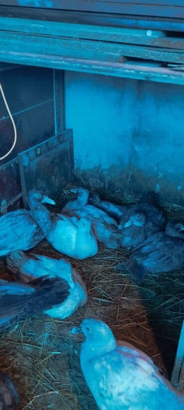 mandarinka ördəyi: 3 ay yarımlıq cins lal ördəklər (Lavanda, Krasnodar Macar Kül — 8