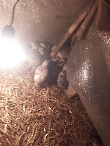 kend cuceleri: Məhsul: Xırda yaşlı hind quşu balaları (papağan/hind toyuğu balası) — 3