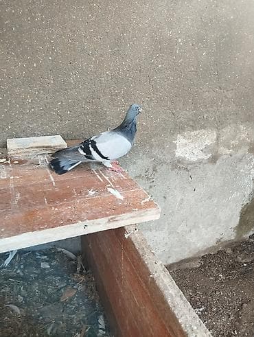 Tutuquşları: Drakon erkey xirda dimdik — 2