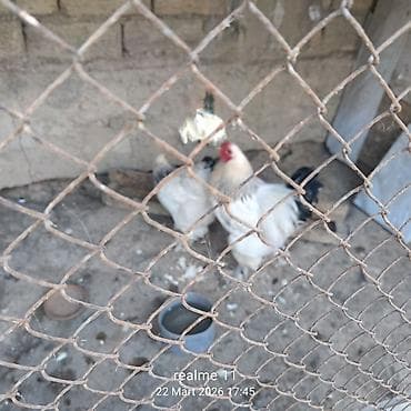 erkek it adlari: Toyuq, Damazlıq — 2