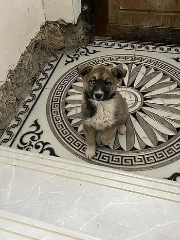 balaca sirin pisikler: Akita-inu, 3 ay, Dişi, Ünvandan götürmə — 3