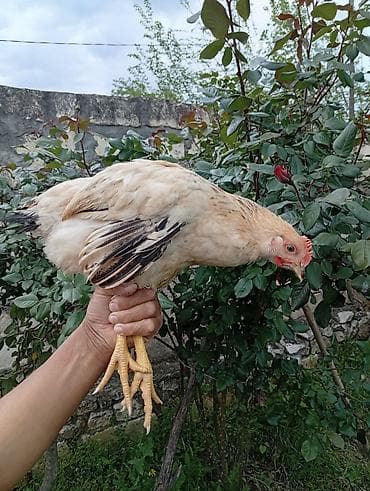Toyuq, Yumurtalıq, Ödənişli çatdırılma
