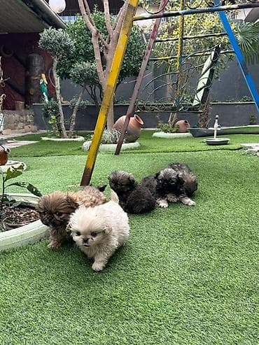 it tap az: Pekines, 2 ay, Peyvəndli — 2