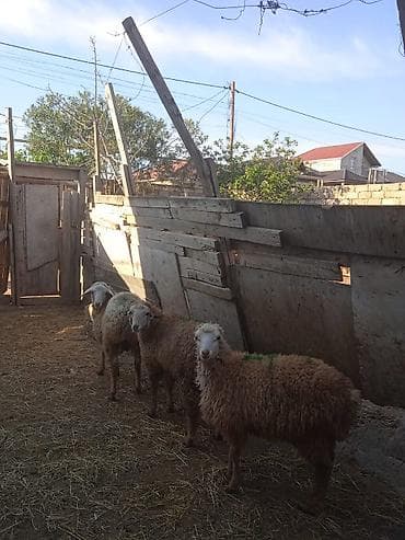 qoyun satilir: Erkəy quzu satilir ucuz ve sağlam — 2