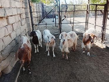cins keciler: Salamlar 5 baş dişi sağlam keçiler satilir bezileri boğazdir ama ki — 1