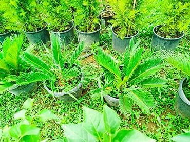 Visderia satışı 🌿 Kalistamon satışı 🌺 Ətirli Jasmin satışı 🌸 Bağ