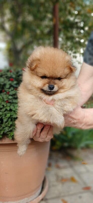 в добрые руки: Шпиц — 7