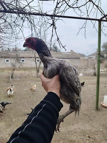 Pişiklər: Toyuq, Damazlıq — 3