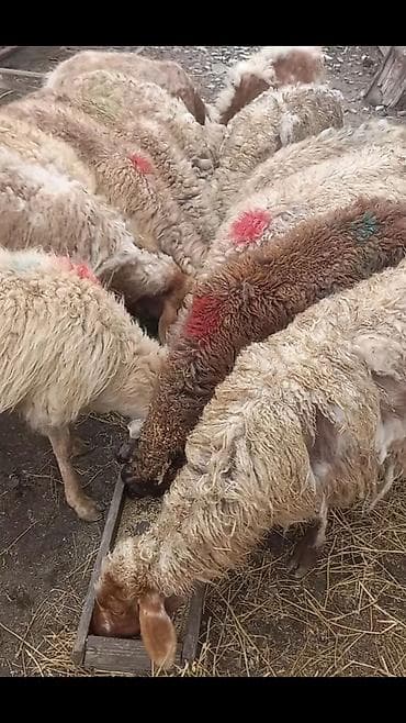 Quşlar: Salam tam saglam 13dene bogaz qoyun — 2