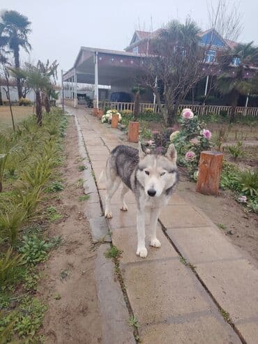 gencede it satisi: Xaski, 2 il, Erkek — 1