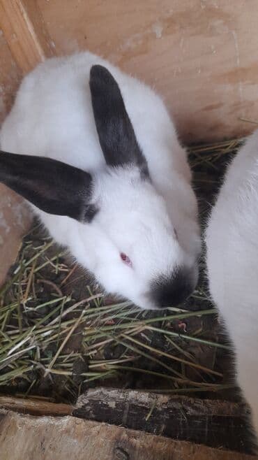 клетка для кролика: Salam. Gördüyünüz 3 aylıq KALİFORNİYA lar satılır. Almaq istəyən — 2
