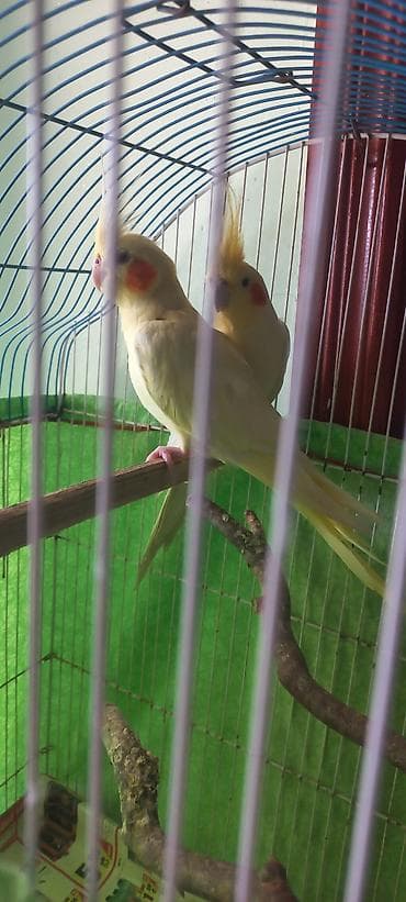 taxta yeşik: Salam Erkek Satilir Tam cute hazir Yas yarimliq.Disi uctu deye tek — 8