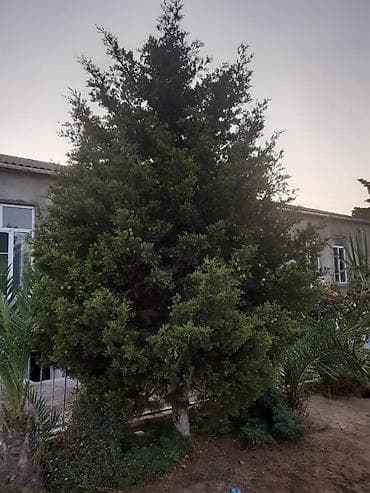kivi ağacı: Sam ağacı 
Hündürlüyü 3-4 metredir.
Qiyməti 1000 manatdir — 1