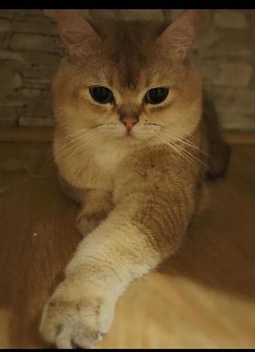 mayali yumurta satisi: Qızıl şinşilla, Erkək, Cütləşmə üçün — 1