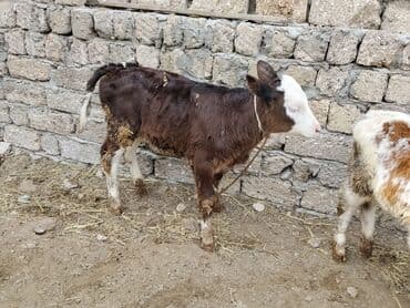 dana adları: Satlıq buzovlar 3 Erkey 1 dişidi cins buzovlardı heyvan çoxdu baxa — 7