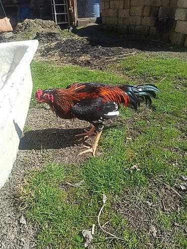 Məhsul: xoruz HEYRATI TEMİZ CİNS Təsvir: - Rəng: parlaq qara fon