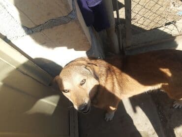 it xaski: Belçika çoban iti, 2 il, Erkek — 6